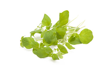 Image showing Oregano