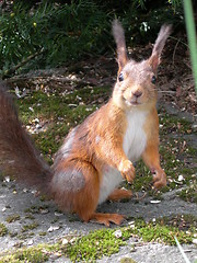 Image showing Squirrel