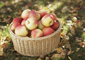 Image showing Apples