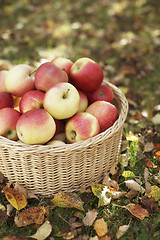 Image showing Apples