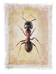 Image showing Grunge Ant