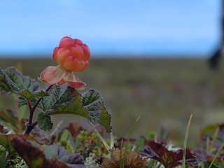 Image showing Cloudberry