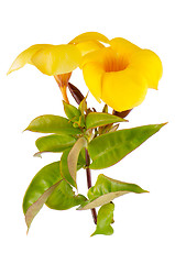 Image showing Yellow flowering Mandevilla