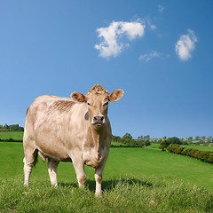 Image showing Cow