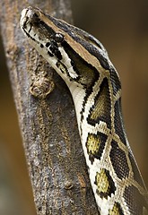 Image showing Python