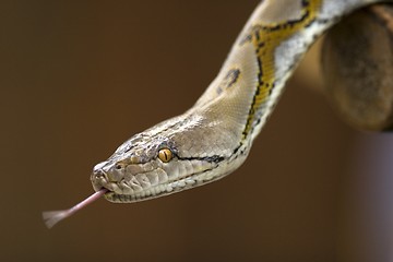 Image showing Python