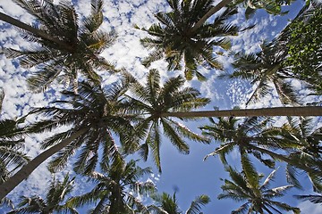 Image showing Palm Trees