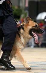 Image showing German Shepherd