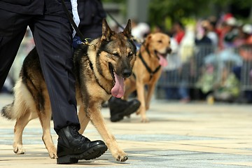 Image showing German Shepherd