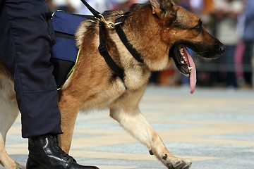 Image showing German Shepherd