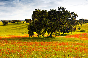 Image showing Greenfield at the beginning of spring.