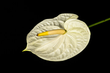 Image showing White anthurium.