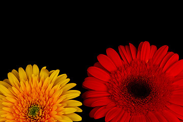 Image showing Yellow and red chrysanthemum.