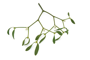 Image showing Mistletoe