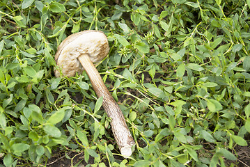 Image showing Aspen mushroom in the grass