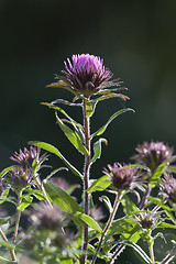 Image showing pink flower monarda