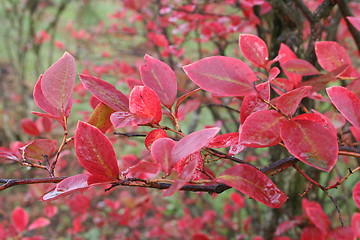 Image showing Blueberry Bush