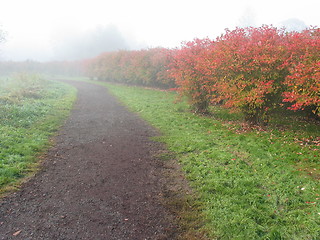 Image showing Blueberry Farm