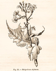 Image showing Vintage flowers illustrations