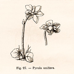 Image showing Vintage flowers illustrations