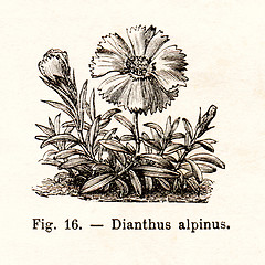 Image showing Vintage flowers illustrations