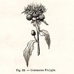 Image showing Vintage flowers illustrations