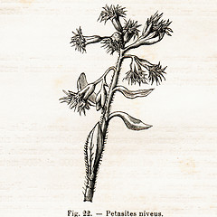 Image showing Vintage flowers illustrations