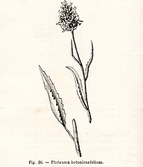 Image showing Vintage flowers illustrations