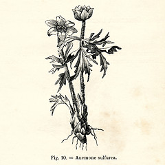 Image showing Vintage flowers illustrations