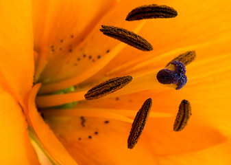 Image showing Lily (macro)