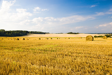 Image showing Agriculture