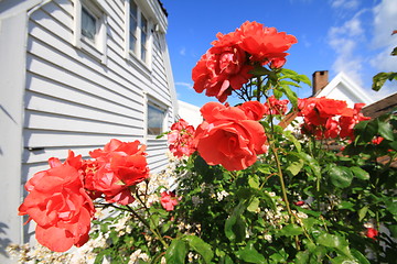 Image showing Roses