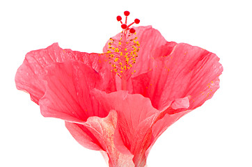 Image showing Pink hibiscus blossom detail