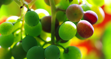 Image showing A bunch of green and red grapes