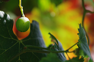 Image showing A grape with a colorful background