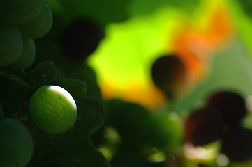 Image showing A green grape with a colorful backgroud