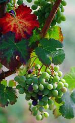 Image showing Bunch of grapes