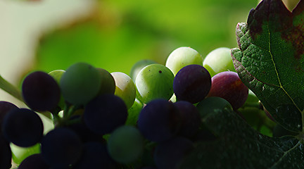 Image showing Grapes and a leaf