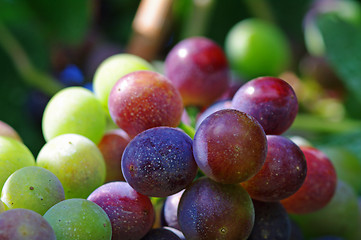 Image showing Green and red grapes