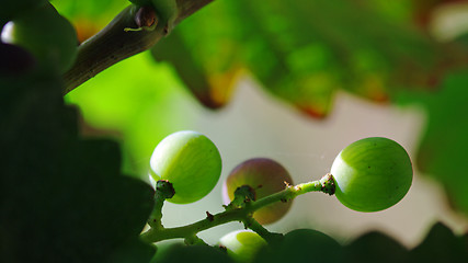 Image showing Green grapes