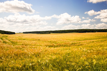 Image showing Barley field