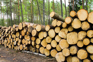 Image showing Timber cuttings