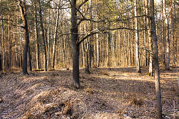 Image showing Wood after snow thawing