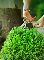 Image showing Pleasure gardening