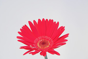 Image showing A  lovely red gerbera