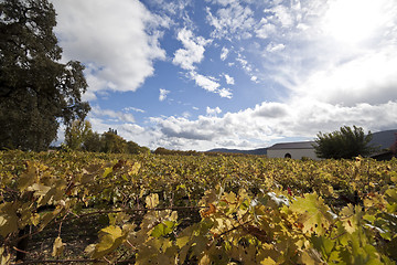 Image showing Winery