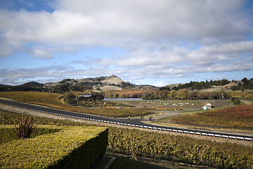 Image showing Vineyard Landscape