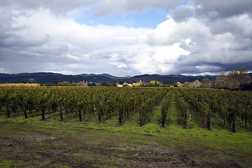 Image showing Vineyard Row