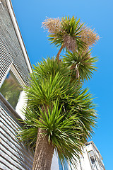 Image showing Palm tree against a vibrant blue sky in St Ives, Cornwall