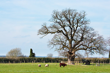 Image showing Farm in Suffolk